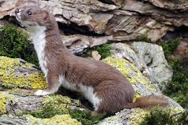 Attēlu rezultāti vaicājumam “Mustela nivalis adult”