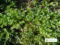 Attēlu rezultāti vaicājumam “Myosotis sparsiflora leaf”