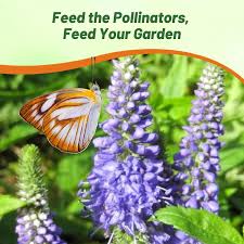 Attēlu rezultāti vaicājumam “Veronica spicata fruit”