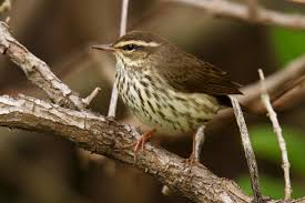 Image result for Seiurus noveboracensis