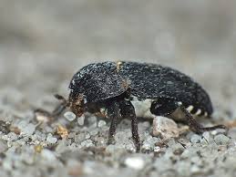 Attēlu rezultāti vaicājumam “Dermestes murinus”