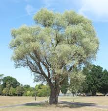 Attēlu rezultāti vaicājumam “Salix alba”