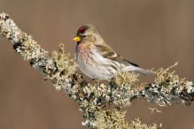 Attēlu rezultāti vaicājumam “Carduelis flammea female”