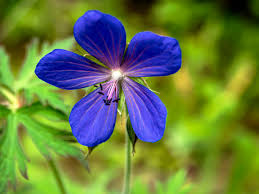 Attēlu rezultāti vaicājumam “Geranium pratense”