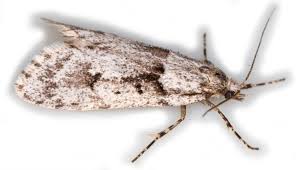 Attēlu rezultāti vaicājumam “Diurnea lipsiella male”