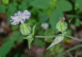 Attēlu rezultāti vaicājumam “Silene latifolia subsp. alba flower”