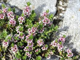 Attēlu rezultāti vaicājumam “Glaux maritima”