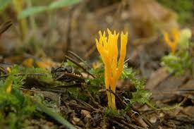 Attēlu rezultāti vaicājumam “Ramariopsis crocea”