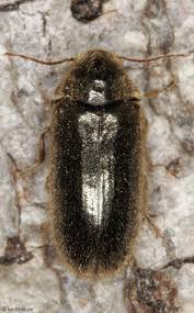 Attēlu rezultāti vaicājumam “Anobiidae”