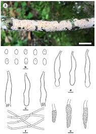 Attēlu rezultāti vaicājumam “Peniophora laurentii”