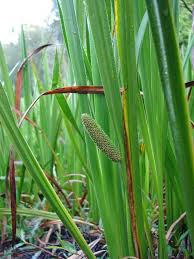 Image result for Acorus calamus