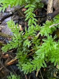 Attēlu rezultāti vaicājumam “Plagiomnium undulatum”