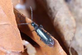 Attēlu rezultāti vaicājumam “Dasytes caeruleus imago”