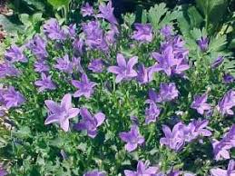 Image result for Campanula formanekiana