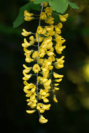 Attēlu rezultāti vaicājumam “Laburnum anagyroides flower”