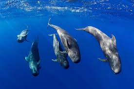 Afbeeldingsresultaat voor dolfijnen