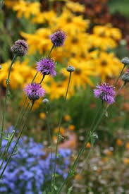 Attēlu rezultāti vaicājumam “Centaurea scabiosa bud”
