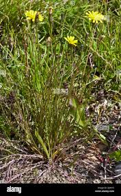 Attēlu rezultāti vaicājumam “Leontodon autumnalis”