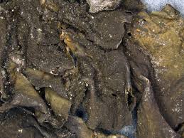 Attēlu rezultāti vaicājumam “Cliostomum corrugatum”