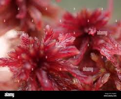 Attēlu rezultāti vaicājumam “Sphagnum quinquefarium”