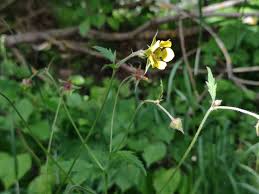 Attēlu rezultāti vaicājumam “Geum x intermedium flower”