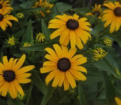Image result for Rudbeckia fulgida