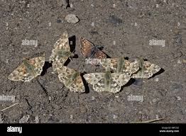 Attēlu rezultāti vaicājumam “Pyrgus alveus upperside”