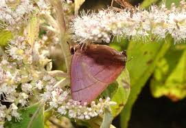 Attēlu rezultāti vaicājumam “Theclinae”