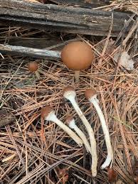 Attēlu rezultāti vaicājumam “Psathyrella pygmaea”