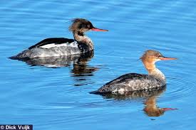 Attēlu rezultāti vaicājumam “Mergus serrator female”
