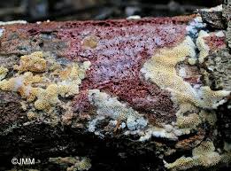 Attēlu rezultāti vaicājumam “Ceriporia purpurea”