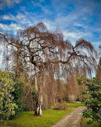 Attēlu rezultāti vaicājumam “Betula pendula Youngii”