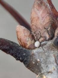 Attēlu rezultāti vaicājumam “Favonius quercus”