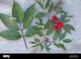 Attēlu rezultāti vaicājumam “Sambucus racemosa leaf”