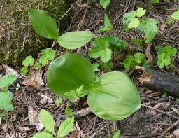 Attēlu rezultāti vaicājumam “Listera ovata leaf”