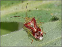 Attēlu rezultāti vaicājumam “Elasmostethus interstinctus”