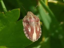 Attēlu rezultāti vaicājumam “Eurygaster testudinaria imago”