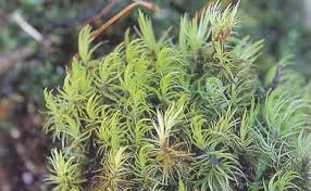 Attēlu rezultāti vaicājumam “Dicranodontium denudatum”