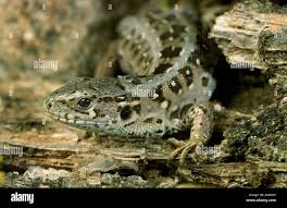 Attēlu rezultāti vaicājumam “Lacerta agilis female”