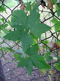 Attēlu rezultāti vaicājumam “Bryonia alba leaf”