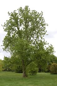 Attēlu rezultāti vaicājumam “Populus x canadensis”