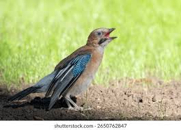 Attēlu rezultāti vaicājumam “Garrulus glandarius”