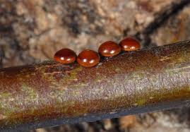 Attēlu rezultāti vaicājumam “Cerura vinula larva”