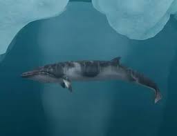 Image result for Balaenoptera bonaerensis