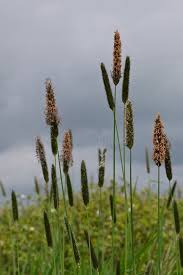 Attēlu rezultāti vaicājumam “Alopecurus pratensis flower”