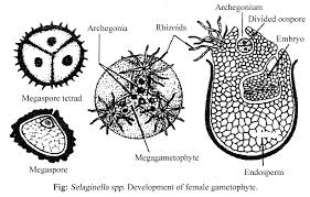 Attēlu rezultāti vaicājumam “Herzogiella seligeri sporophyte”