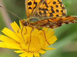 Attēlu rezultāti vaicājumam “Boloria dia upperside”