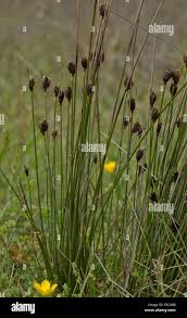 Attēlu rezultāti vaicājumam “Schoenus ferrugineus flower”