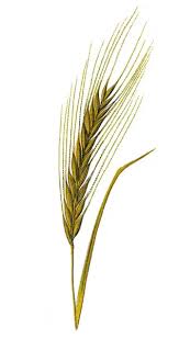 Attēlu rezultāti vaicājumam “Hordeum vulgare”