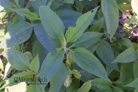 Attēlu rezultāti vaicājumam “Helianthus tuberosus leaf”